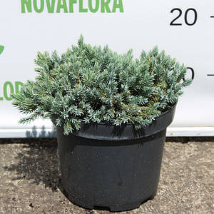 Ялівець лускатий 'Блю Стар / Blue Star' 3п 15-20см