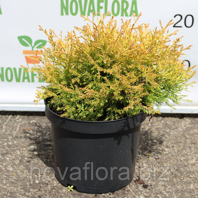 Туя західна 'Рейнголд / Rheingold' 3л 20-30см