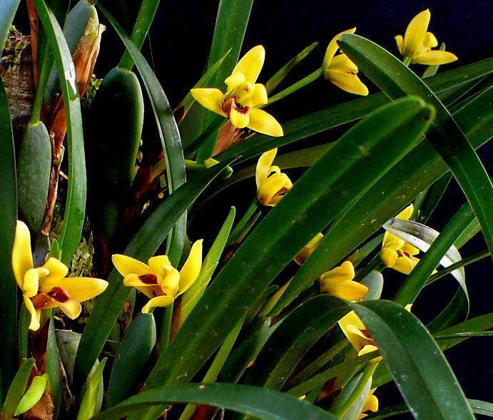 Орхідея Maxillaria variabilis без квітів, горщик 1.7"