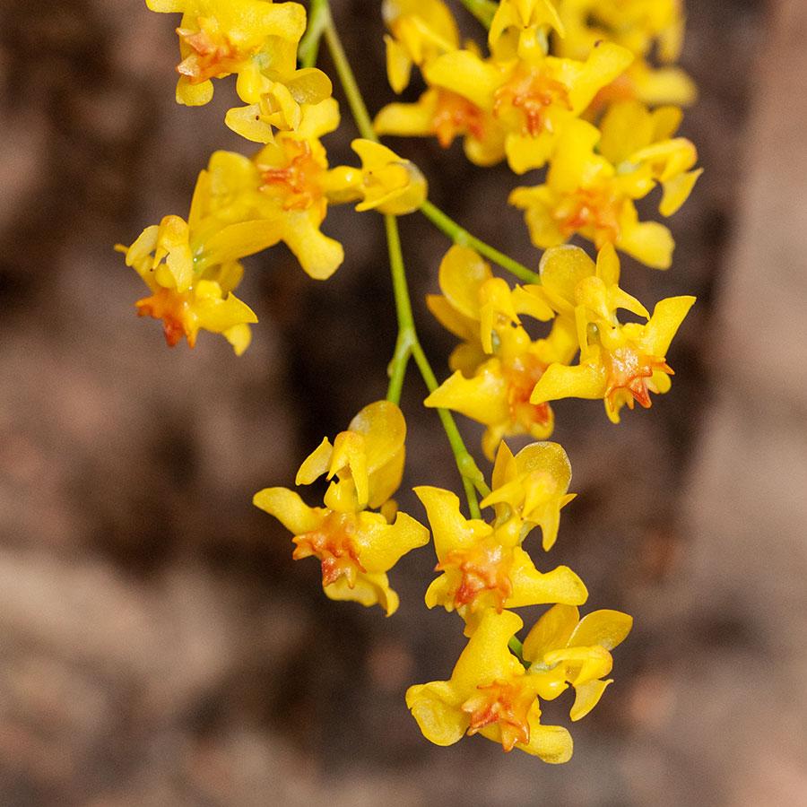 Орхідея Oncidium Laura без квітів, горщик 1.7"