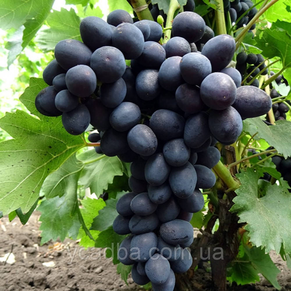 Виноград Забава (зкс)
