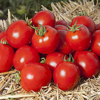 Семена томата Асвон (Aswan) F1, 50 шт., красного ТМ "ЛедаАгро"