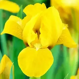 Ірис Pumila Brassie (кореневища)