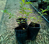 Гортензія метильчаста Ваніль Фрайз 1 рік, фото 5