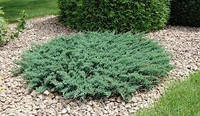 Саженцы Можжевельник горизонтальный Блю Чип / Juniperus Blue Chip в горшке 0,5л