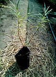 Іва розмаринолична (пальмова) h до 50 см, фото 5