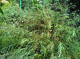Іва розмаринолична (пальмова) h до 50 см, фото 3