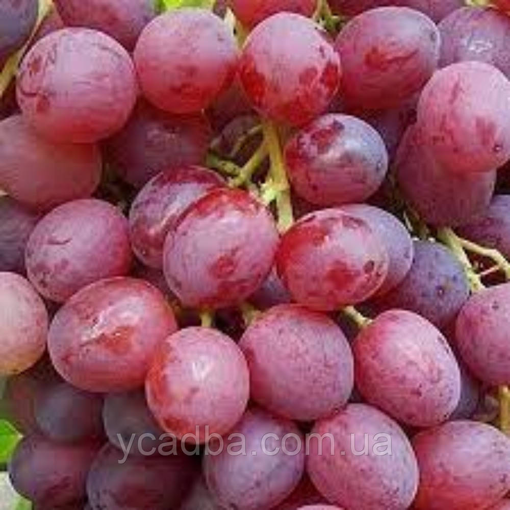 Виноград кишмиш Променистий (ранньо-середній), фото 1