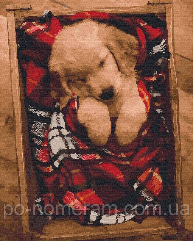 Картина за номерами Цуценя (NIK-N330) 40 х 50 см