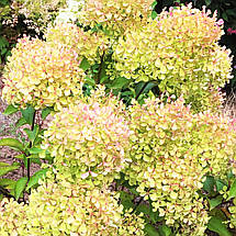 Гортензія волотиста Романтік Айс / С3 / Hydrangea Romantic Ace, фото 3