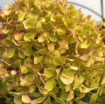 Гортензія волотиста Романтік Айс / С3 / Hydrangea Romantic Ace, фото 2