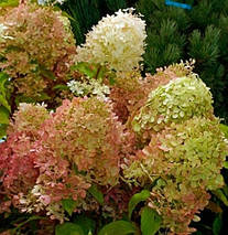 Гортензія волотиста Романтік Айс / С3 / Hydrangea Romantic Ace, фото 2