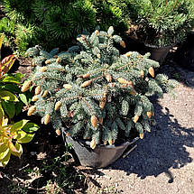 Ялина колюча Герман Нау / С20 / d 40-50 / Picea Hermann Naue, фото 3