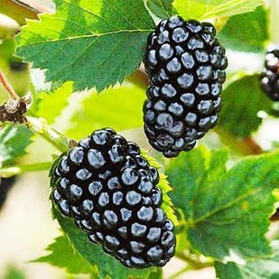 Саджанці ожини Вікторія (Victoria) - безколючкова, дуже рання, невибаглива