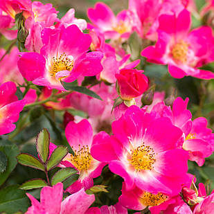 Саджанці ґрунтопокривної троянди Пінк Дріфт (Rose Pink Drift)