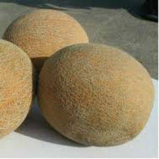 Насіння дині Прімал F1 10 шт.