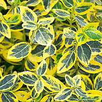 Саженцы Бересклета Форчуна Эмеральд Голд (Euonymus fortunei Emerald 'n' Gold) горшок 0,5л