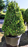 Самшит Buxus Sempervirens пирамида C50L h 90-105