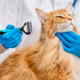 Інструменти для грумінгу