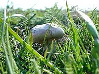 Мицелий Вешенки чаудинский гриб (живой 300гр)