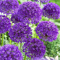 Аллиум Jeannine (цибулини)