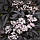 Саджанці Бузини чорної Пурпурея (Sambucus nigra Purpurea), фото 3