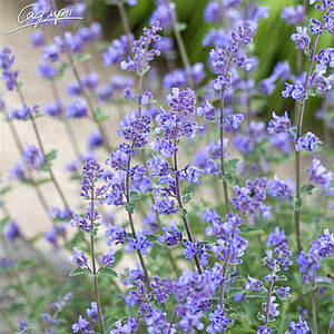 Котовник Фассена 'Senior'. Контейнер 2 л