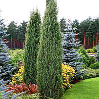 Саджанці Ялівцю звичайного Хіберника (Juniperus communis Hibernica) горшок 0,5л