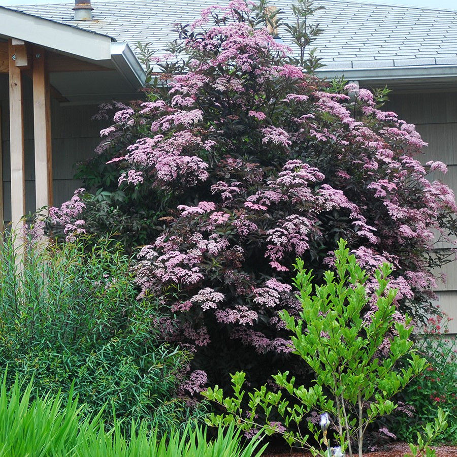 Саджанці Бузини чорної Пурпурея (Sambucus nigra Purpurea)