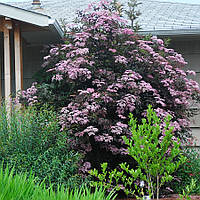 Саженцы Бузины черной Пурпурея (Sambucus nigra Purpurea)