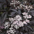 Саджанці Бузини чорної Пурпурея (Sambucus nigra Purpurea), фото 2