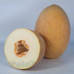 Семена Дыня Кубус F1, 1000 семян Kitano Seeds