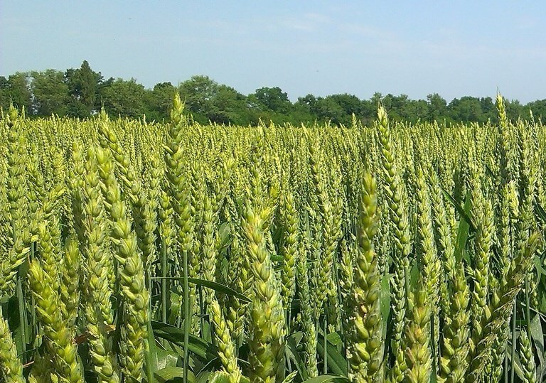 Кубус насіння озимої пшениці, KWS (КВС), безоста, Перша репродукція