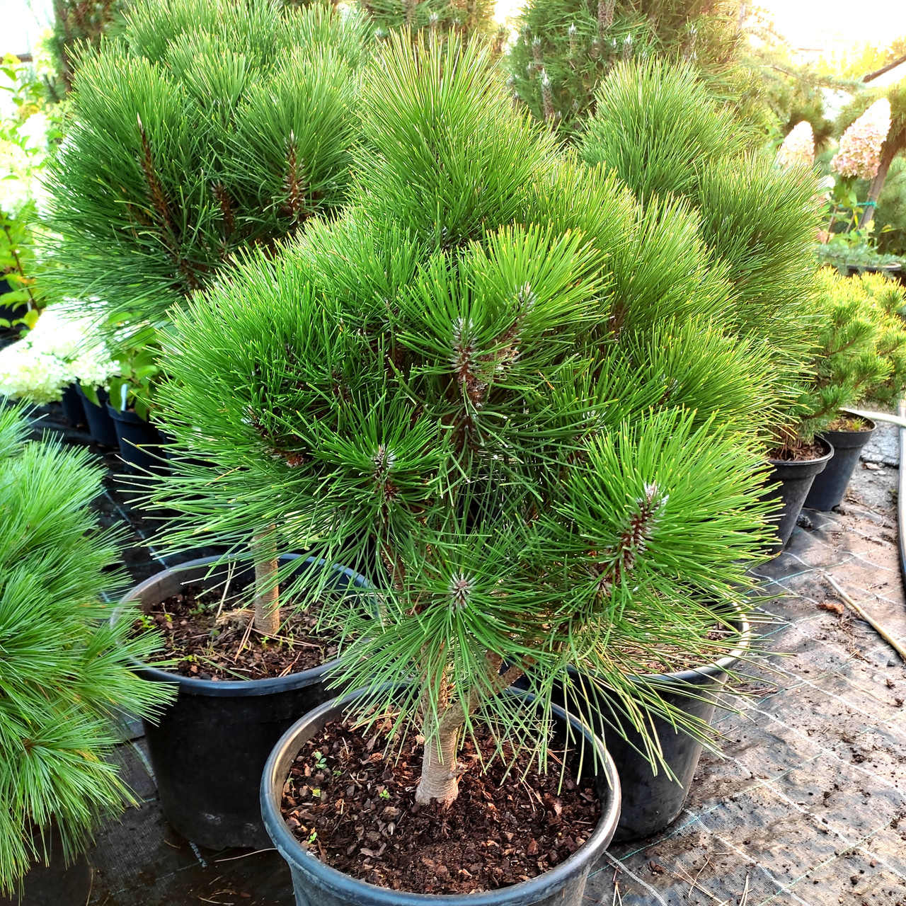 Сосна чорна Ронделло / С20 / h 60-80 / Pinus nigra Rondello