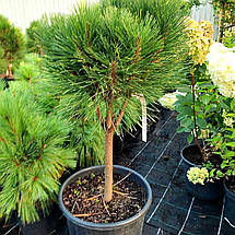 Сосна чорна Ронделло / С20 / h 60-80 / Pinus nigra Rondello, фото 3