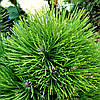 Сосна чорна Ронделло / С20 / h 60-80 / Pinus nigra Rondello, фото 2