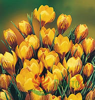 Крокус Etruscus zwanenburg (цибулини)