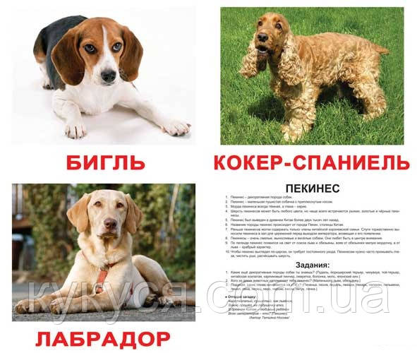 Карточки Домана Породы собак с фактами