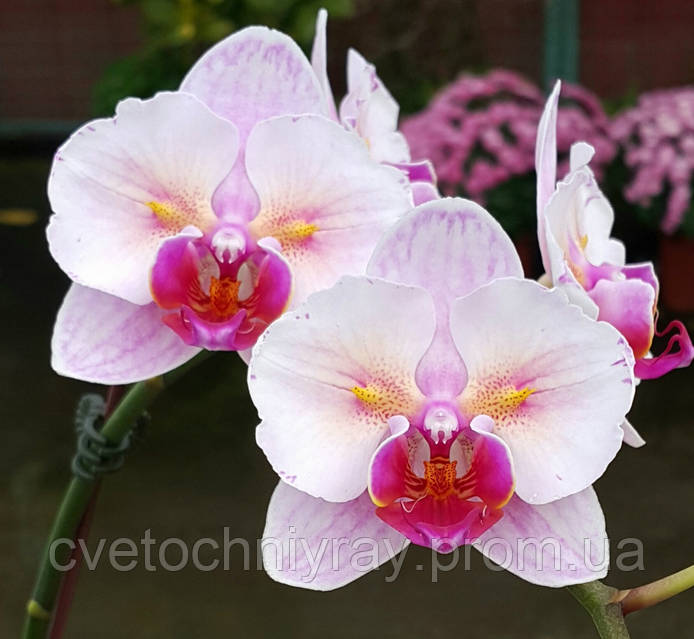 Орхідея Phal. Princess Sakura 🦋 метелик, підліток 1,7 квіти