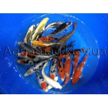 Коропи Коі 30 - 35 см, фото 5