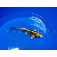 Коропи Коі 35 - 40 см, фото 4