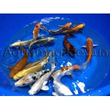 Коропи Коі 35 - 40 см, фото 5