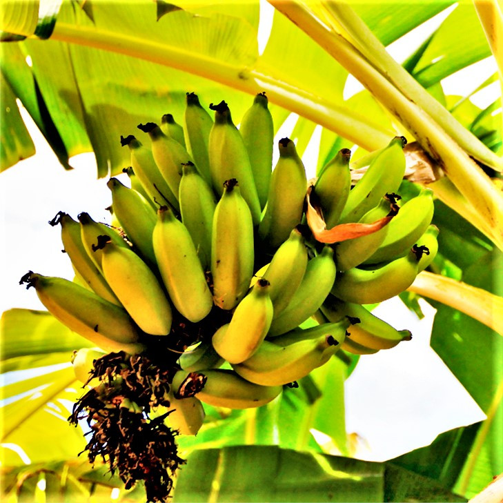 Саджанці Банана карликовий Тропікана (Tropicana) - великоплідний, солодкий, невибагливий Р9