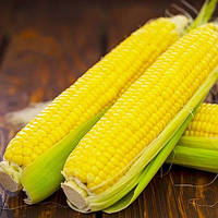Турбін F1 насіння кукурудзи цукрової Clause 20 насінин