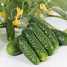 Огірок Пролікс F1 Nunhems Zaden/Нідерланди 10 шт, фото 2