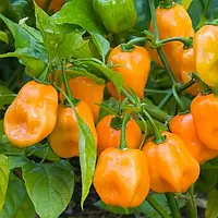 Хабанеро помаранчевий насіння перцю гострого Satimex 8 насінин
