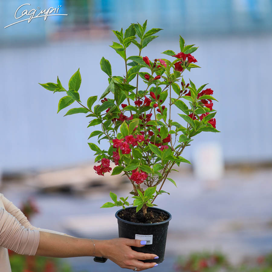 Вейгела квітуча 'Moulin Rouge' в горщику 9х9х10см, фото 1