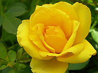 Троянда бордюрна / флорибунда Жовта Боніка (Golden Bonica)