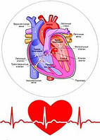 Вафельна їстівна картинка Медицина. Кардиолог А4 (p1242)