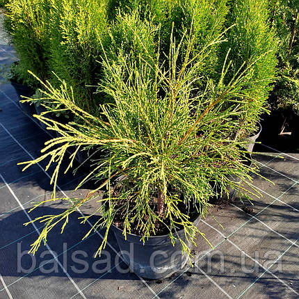 Туя західна Філіформіс / С10 / Thuja occidentalis Filiformis, фото 1